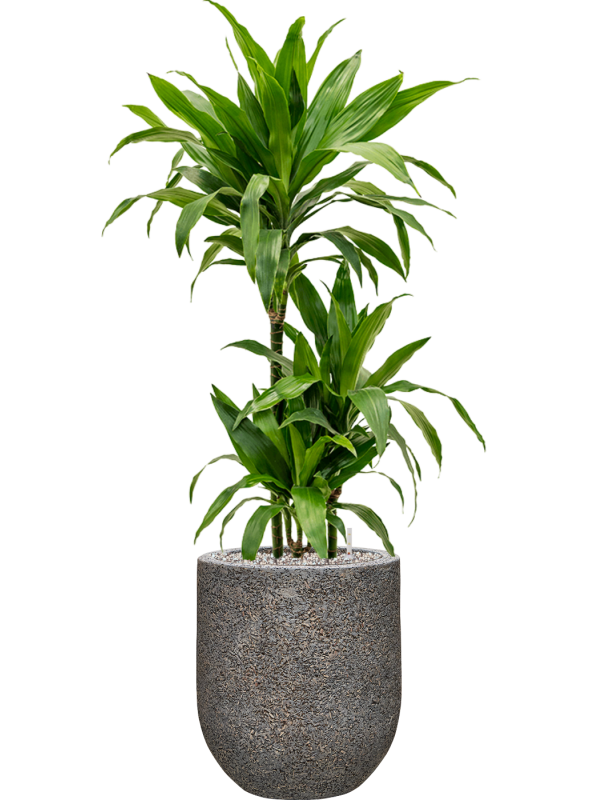 Dracaena fragrans 'Janet Craig' in Baq Naturescast Office Plant With Pot 112cm Height 24cm Dia