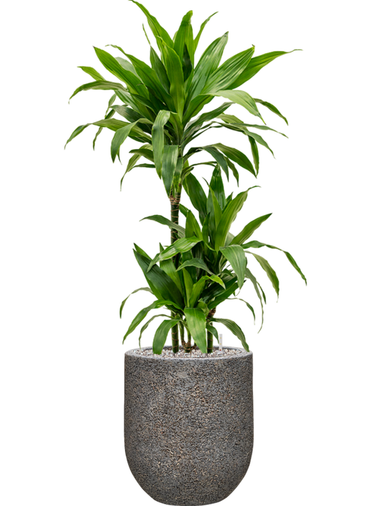 Dracaena fragrans 'Janet Craig' in Baq Naturescast Office Plant With Pot 112cm Height 24cm Dia