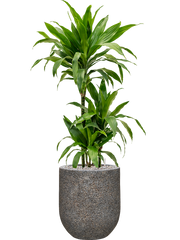 Dracaena fragrans 'Janet Craig' in Baq Naturescast Office Plant With Pot 112cm Height 24cm Dia