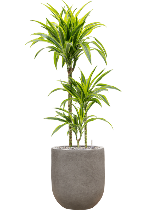 Dracaena fragrans 'Lemon Lime' in Baq Nucast Office Plant With Pot 113cm Height 24cm Dia