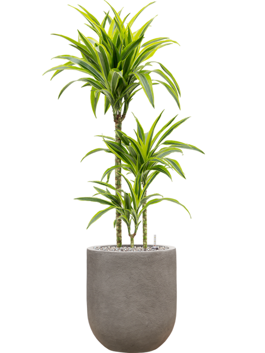 Dracaena fragrans 'Lemon Lime' in Baq Nucast Office Plant With Pot 113cm Height 24cm Dia