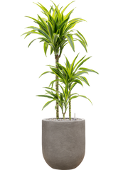 Dracaena fragrans 'Lemon Lime' in Baq Nucast Office Plant With Pot 113cm Height 24cm Dia