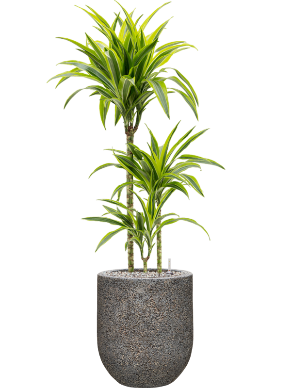 Dracaena fragrans 'Lemon Lime' in Baq Naturescast Office Plant With Pot 113cm Height 24cm Dia