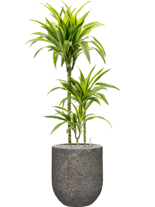 Dracaena fragrans 'Lemon Lime' in Baq Naturescast Office Plant With Pot 113cm Height 24cm Dia