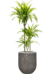 Dracaena fragrans 'Lemon Lime' in Baq Naturescast Office Plant With Pot 113cm Height 24cm Dia