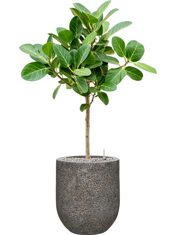 Ficus benghalensis 'Audrey' in Baq Naturescast Office Plant With Pot 103cm Height 24cm Dia