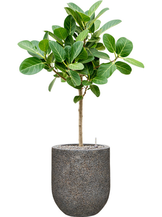 Ficus benghalensis 'Audrey' in Baq Naturescast Office Plant With Pot 103cm Height 24cm Dia