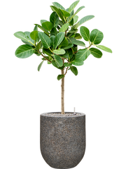 Ficus benghalensis 'Audrey' in Baq Naturescast Office Plant With Pot 103cm Height 24cm Dia