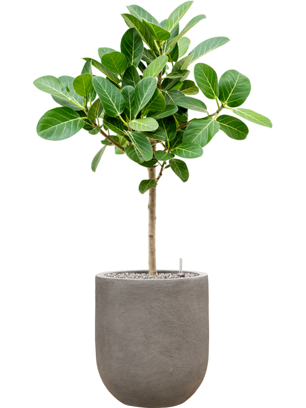 Ficus benghalensis 'Audrey' in Baq Nucast Office Plant With Pot 103cm Height 24cm Dia