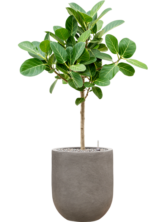 Ficus benghalensis 'Audrey' in Baq Nucast Office Plant With Pot 103cm Height 24cm Dia