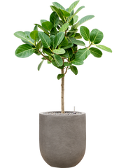 Ficus benghalensis 'Audrey' in Baq Nucast Office Plant With Pot 103cm Height 24cm Dia