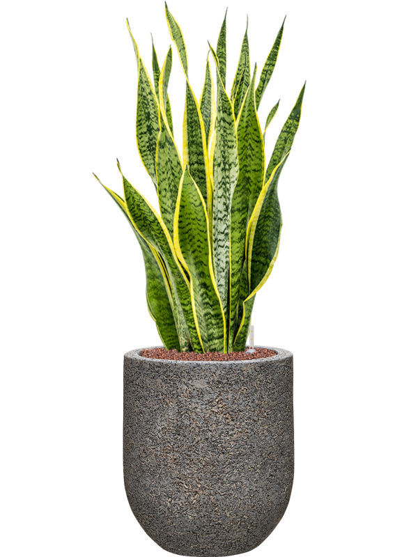 Sansevieria trifasciata 'Laurentii' in Baq Naturescast Office Plant With Pot 91cm Height 24cm Dia