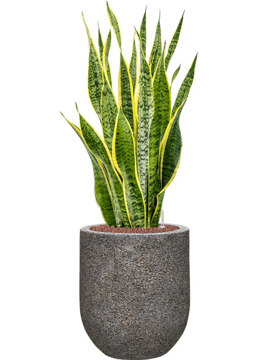 Sansevieria trifasciata 'Laurentii' in Baq Naturescast Office Plant With Pot 91cm Height 24cm Dia