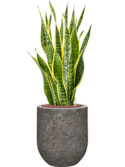 Sansevieria trifasciata 'Laurentii' in Baq Naturescast Office Plant With Pot 91cm Height 24cm Dia