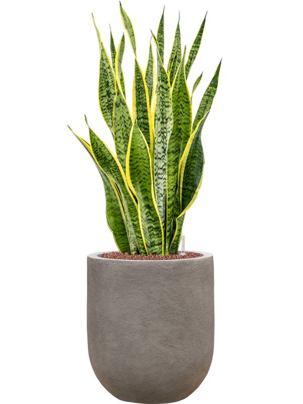 Sansevieria trifasciata 'Laurentii' in Baq Nucast Office Plant With Pot 91cm Height 24cm Dia