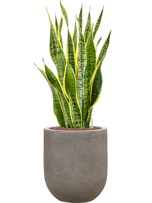 Sansevieria trifasciata 'Laurentii' in Baq Nucast Office Plant With Pot 91cm Height 24cm Dia