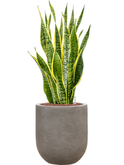 Sansevieria trifasciata 'Laurentii' in Baq Nucast Office Plant With Pot 91cm Height 24cm Dia