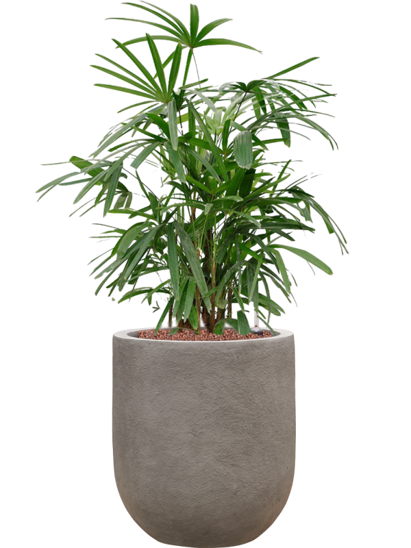 Rhapis excelsa in Baq Nucast Office Plant With Pot 86cm Height 24cm Dia