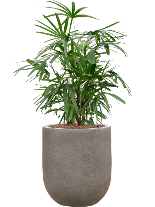 Rhapis excelsa in Baq Nucast Office Plant With Pot 86cm Height 24cm Dia