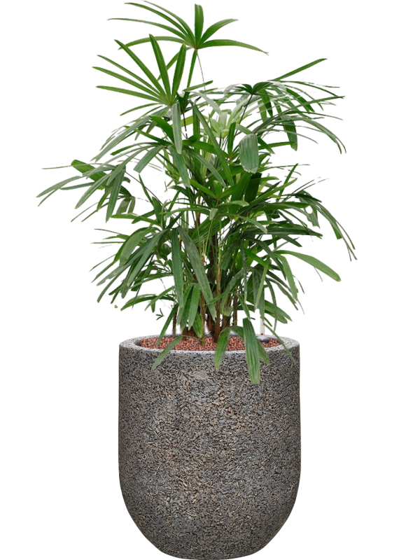 Rhapis excelsa in Baq Naturescast Office Plant With Pot 86cm Height 24cm Dia