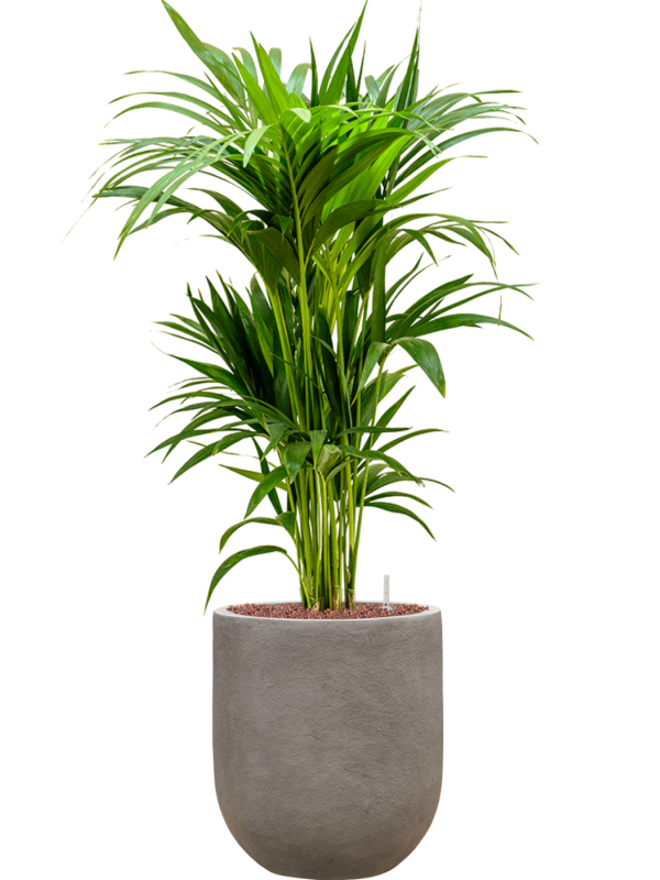 Kentia (Howea) forsteriana in Baq Nucast Office Plant With Pot 112cm Height 24cm Dia