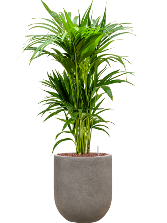 Kentia (Howea) forsteriana in Baq Nucast Office Plant With Pot 112cm Height 24cm Dia