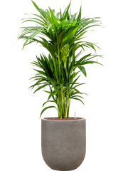 Kentia (Howea) forsteriana in Baq Nucast Office Plant With Pot 112cm Height 24cm Dia