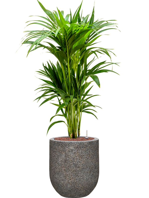 Kentia (Howea) forsteriana in Baq Naturescast Office Plant With Pot 112cm Height 24cm Dia