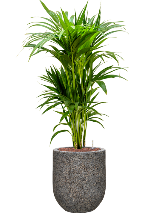 Kentia (Howea) forsteriana in Baq Naturescast Office Plant With Pot 112cm Height 24cm Dia