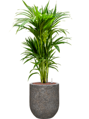 Kentia (Howea) forsteriana in Baq Naturescast Office Plant With Pot 112cm Height 24cm Dia