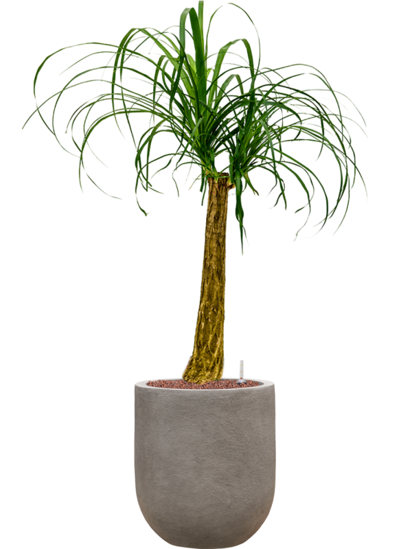 Beaucarnea recurvata in Baq Nucast Office Plant With Pot 112cm Height 24cm Dia