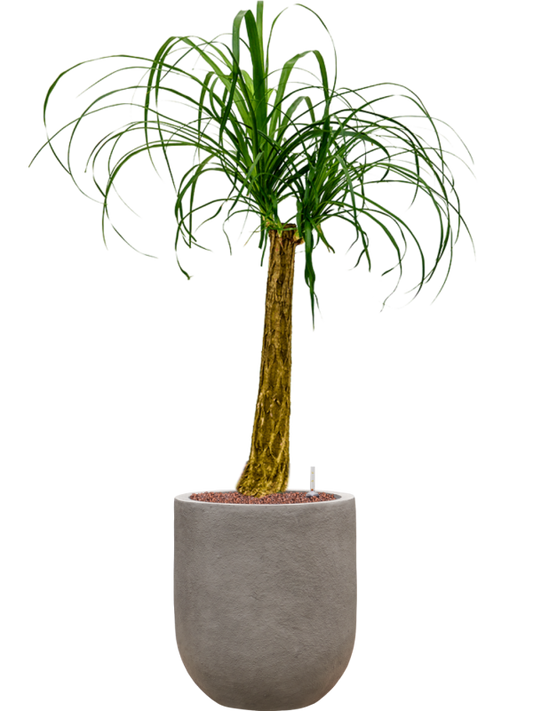 Beaucarnea recurvata in Baq Nucast Office Plant With Pot 112cm Height 24cm Dia