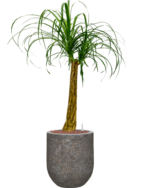 Beaucarnea recurvata in Baq Naturescast Office Plant With Pot 112cm Height 24cm Dia