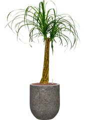 Beaucarnea recurvata in Baq Naturescast Office Plant With Pot 112cm Height 24cm Dia