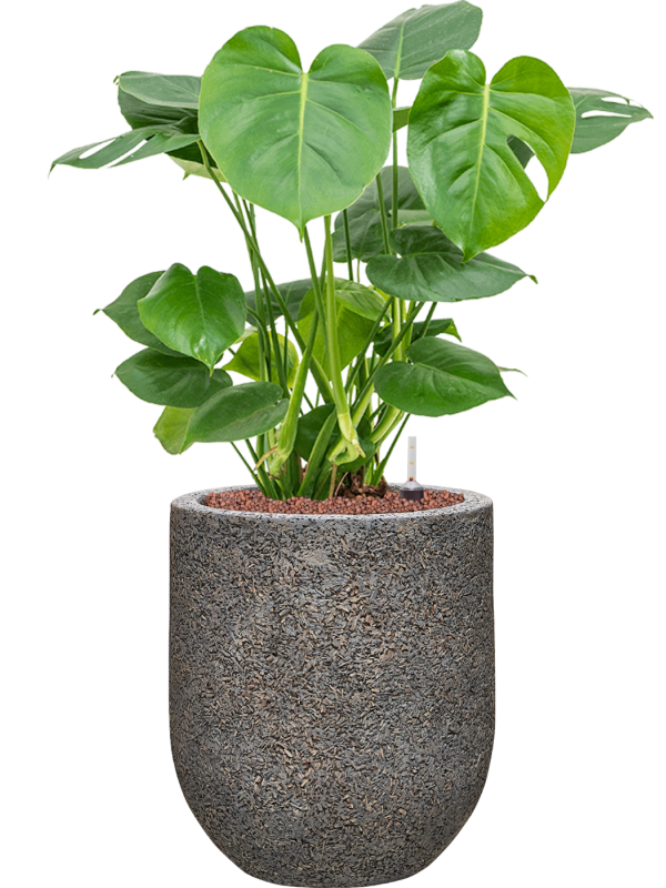 Monstera deliciosa in Baq Naturescast Office Plant With Pot 77cm Height 24cm Dia