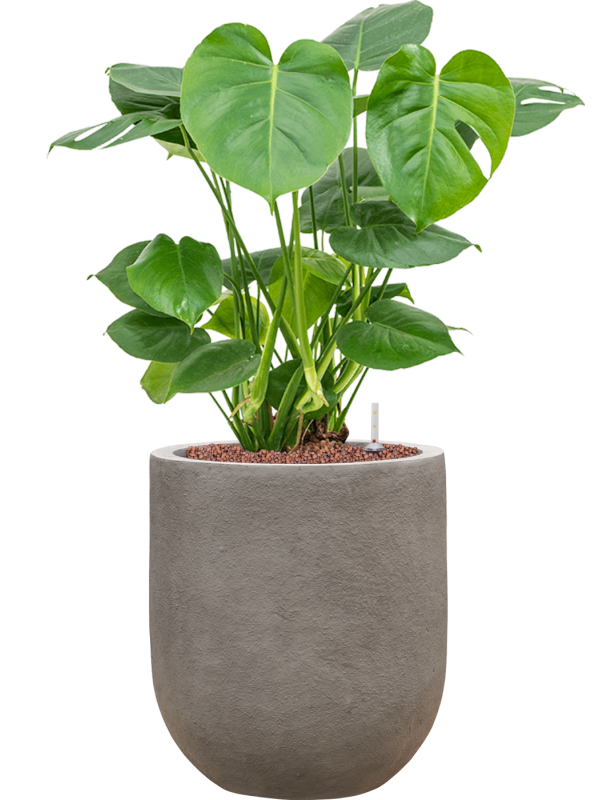 Monstera deliciosa in Baq Nucast Office Plant With Pot 77cm Height 24cm Dia