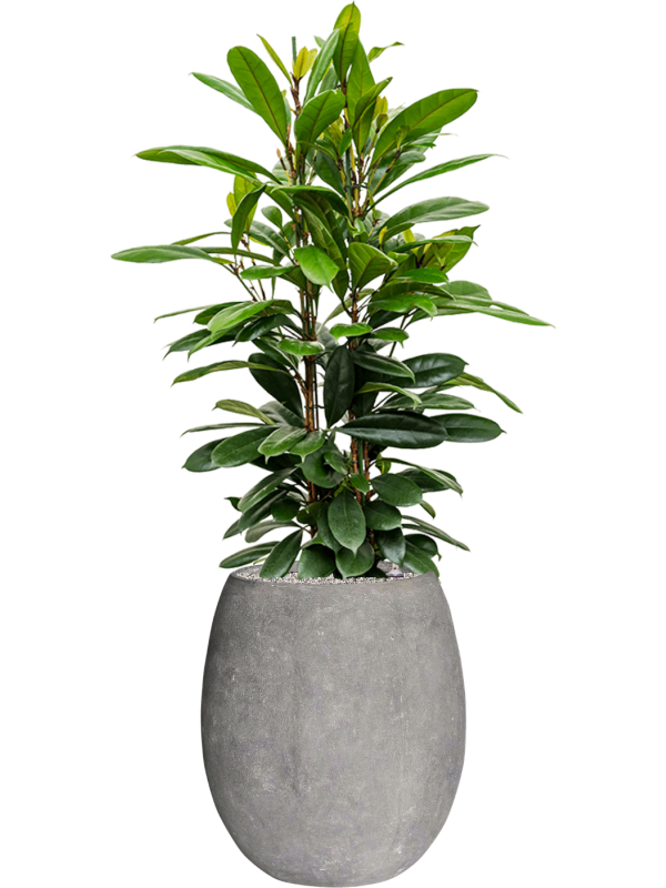 Ficus cyathistipula in Baq Polystone Coated Plain Office Plant With Pot 148cm Height 30cm Dia