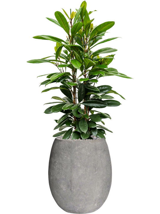 Ficus cyathistipula in Baq Polystone Coated Plain Office Plant With Pot 148cm Height 30cm Dia