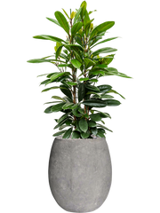 Ficus cyathistipula in Baq Polystone Coated Plain Office Plant With Pot 148cm Height 30cm Dia