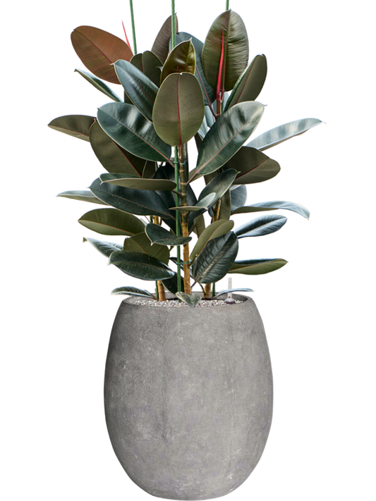 Ficus elastica 'Abidjan' in Baq Polystone Coated Plain Office Plant With Pot 131cm Height 30cm Dia