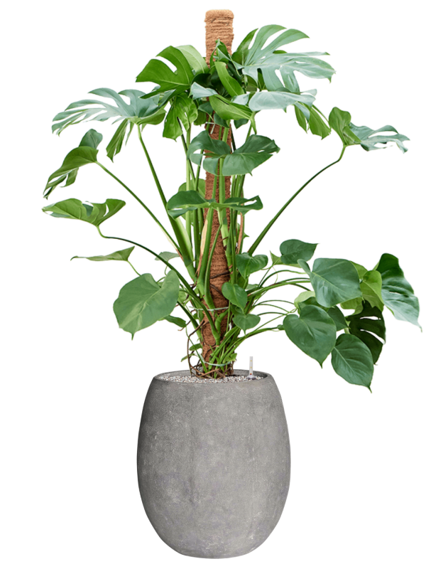 Monstera deliciosa in Baq Polystone Coated Plain Office Plant With Pot 159cm Height 30cm Dia