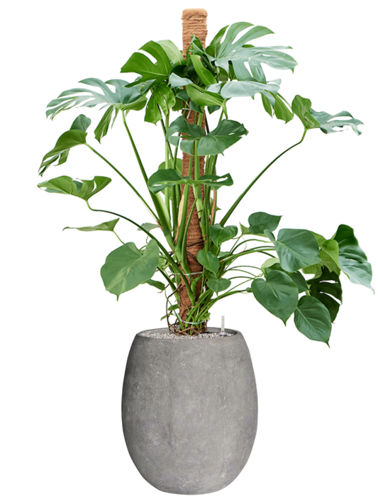 Monstera deliciosa in Baq Polystone Coated Plain Office Plant With Pot 159cm Height 30cm Dia