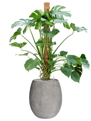 Monstera deliciosa in Baq Polystone Coated Plain Office Plant With Pot 159cm Height 30cm Dia