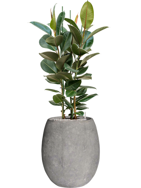 Ficus elastica 'Robusta' in Baq Polystone Coated Plain Office Plant With Pot 143cm Height 30cm Dia