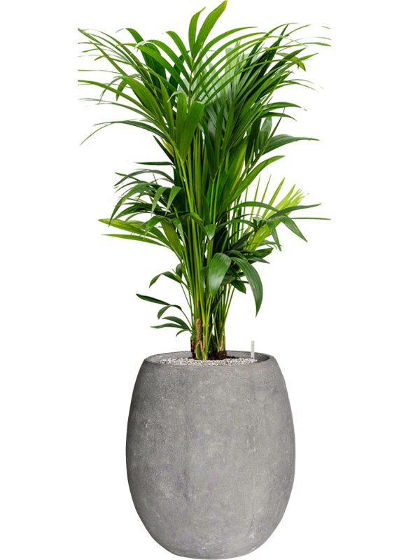 Kentia (Howea) forsteriana in Baq Polystone Coated Plain Office Plant With Pot 146cm Height 30cm Dia