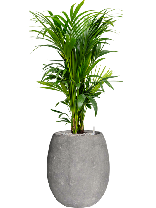 Kentia (Howea) forsteriana in Baq Polystone Coated Plain Office Plant With Pot 146cm Height 30cm Dia