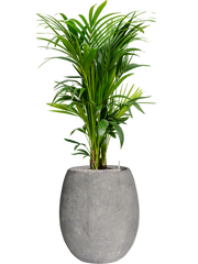 Kentia (Howea) forsteriana in Baq Polystone Coated Plain Office Plant With Pot 146cm Height 30cm Dia