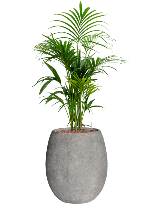 Kentia (Howea) forsteriana in Baq Polystone Coated Plain Office Plant With Pot 146cm Height 30cm Dia