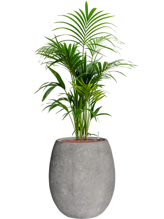 Kentia (Howea) forsteriana in Baq Polystone Coated Plain Office Plant With Pot 146cm Height 30cm Dia