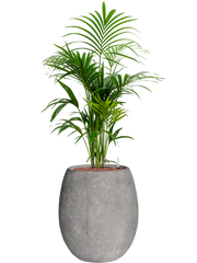 Kentia (Howea) forsteriana in Baq Polystone Coated Plain Office Plant With Pot 146cm Height 30cm Dia